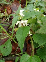 Lamium album