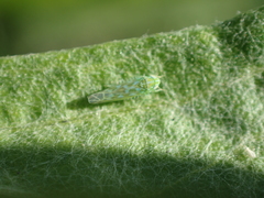 Hebata