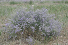 Limonium popovii