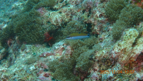 Thalassoma lunare