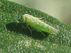 Hebata