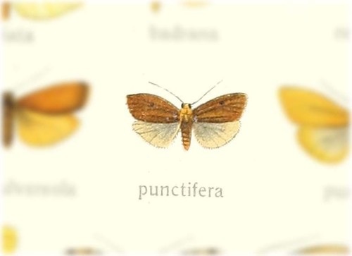 Eilema punctifera