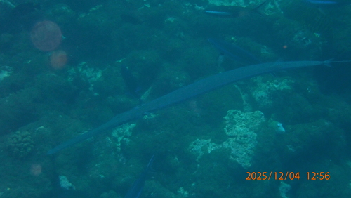 Fistularia commersonii