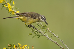 Chamaecytisus borysthenicus