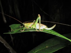 Austrosalomona destructor