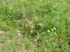Bromus pumpellianus