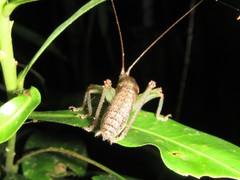 Austrosalomona destructor