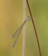 Rhadinosticta simplex