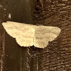Cosymbiini