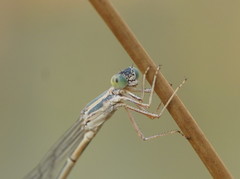 Rhadinosticta simplex