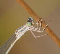 Rhadinosticta simplex