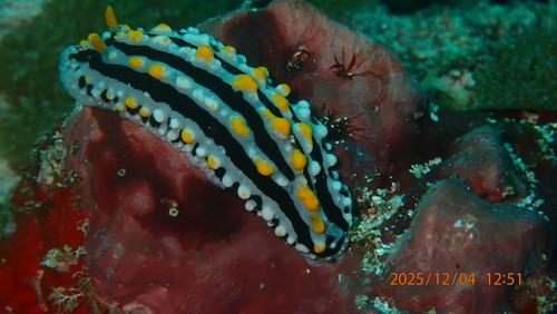 Phyllidia alyta