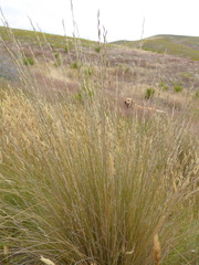Festuca novae-zelandiae