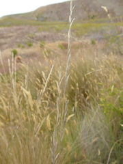 Festuca novae-zelandiae