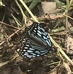 Ideopsis