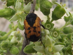 Dolichostethus levis