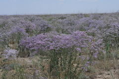 Limonium popovii