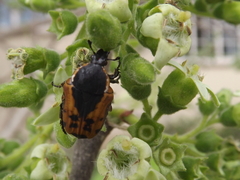 Dolichostethus levis