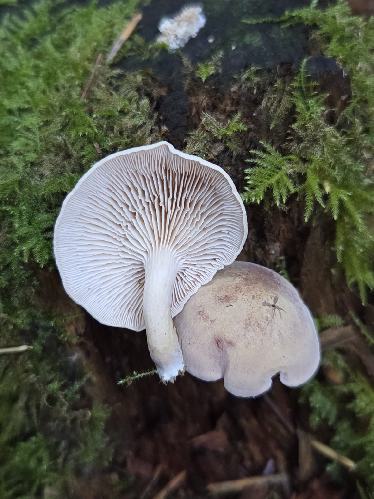 Neolentinus kauffmanii