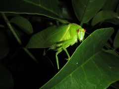 Paracaedicia serrata