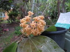 Hoya pottsii