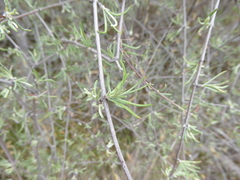 Olearia lineata