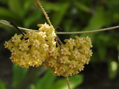 Hoya pottsii