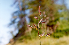 Bromus pumpellianus