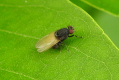 Minettia longipennis