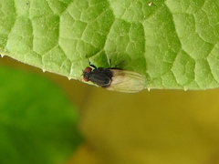Minettia longipennis