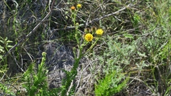 Berkheya carduoides