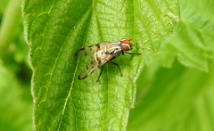 Otites formosa