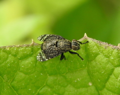 Platystoma