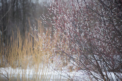 Salix acutifolia