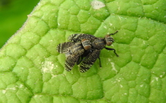 Platystoma