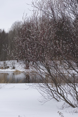 Salix acutifolia