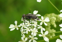 Platystoma