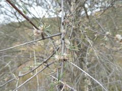 Olearia lineata