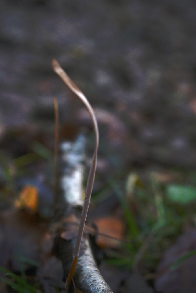 Macrotyphula fistulosa