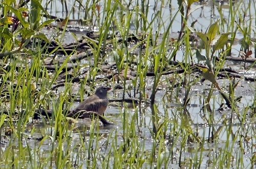 Quailfinch (Ortygospiza atricollis), photo 9