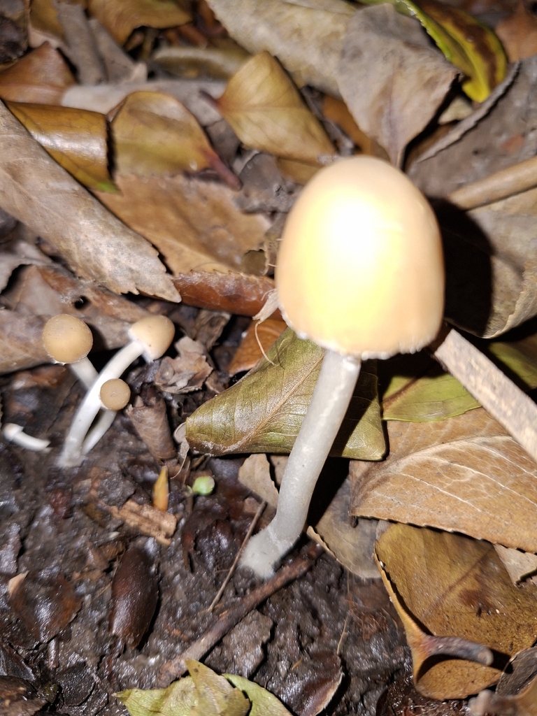 Candolleomyces candolleanus · December 2025 · photo: © dannali (iNaturalist, cc0)