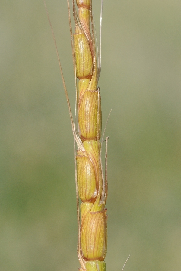 jointed goat grass