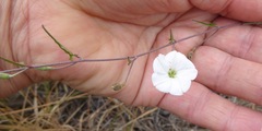 Convolvulus waitaha