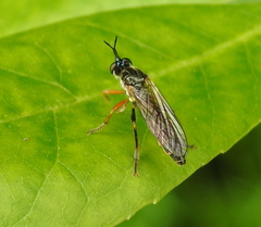 Dioctria rufipes