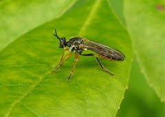 Dioctria rufipes