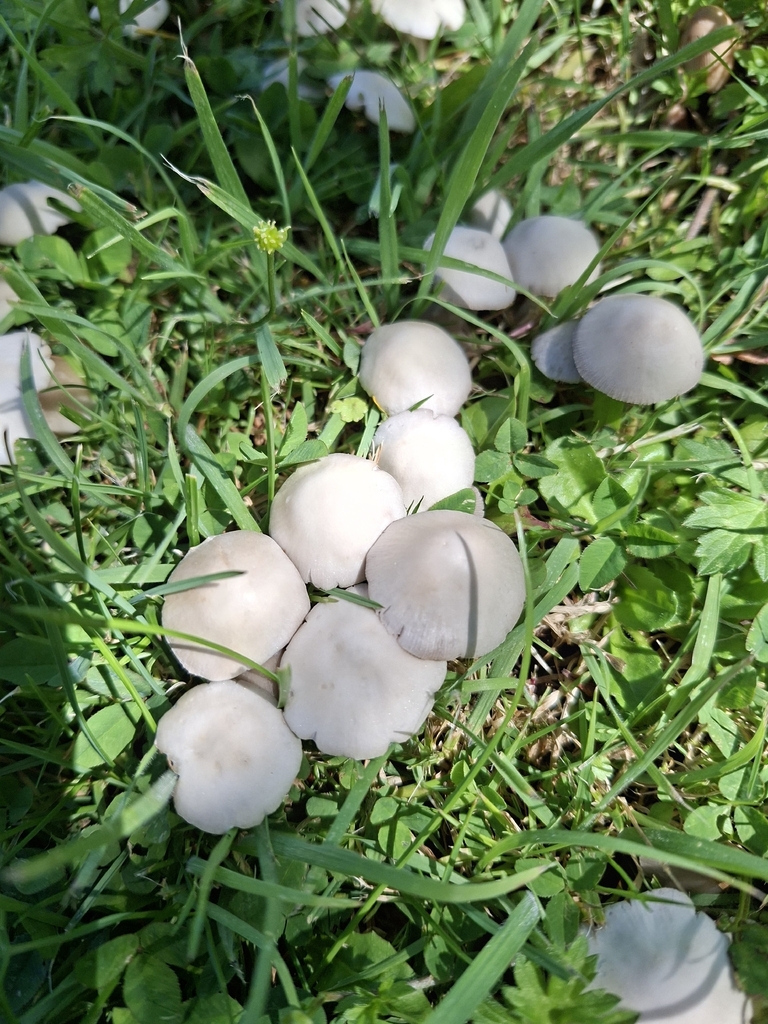 Candolleomyces candolleanus · December 2025 · photo: © dannali (iNaturalist, cc0)