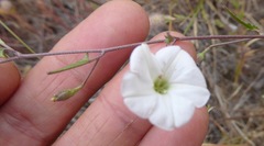 Convolvulus waitaha