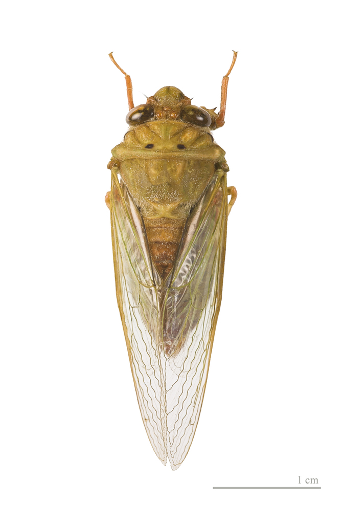 Carineta rufescens