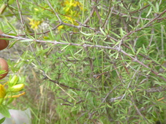 Coprosma intertexta