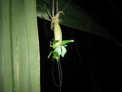 Austrosalomona destructor